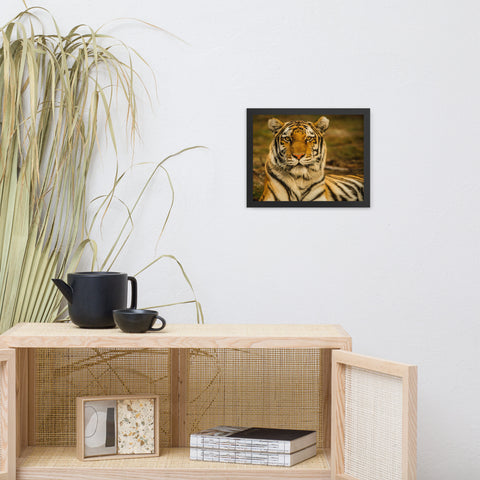 Amur Tiger Framed Print