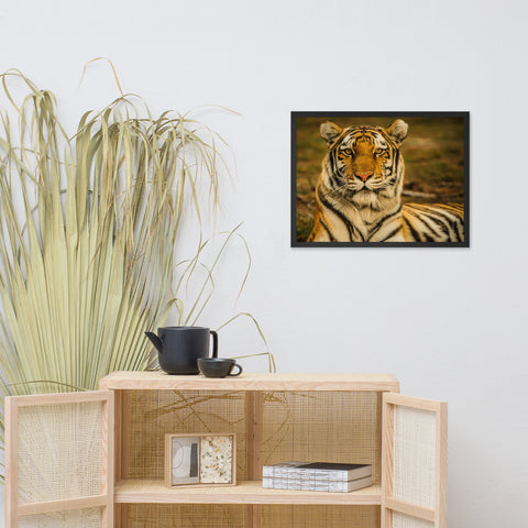 Amur Tiger Framed Print
